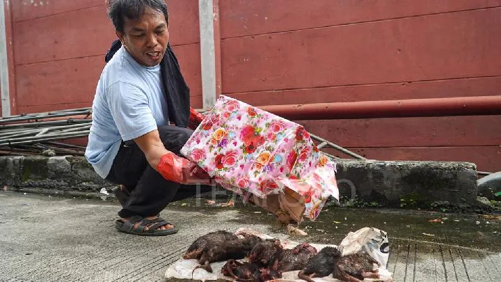 Kronologi Teror Terhadap Redaksi Tempo: Kepala Babi dan Bangkai Tikus