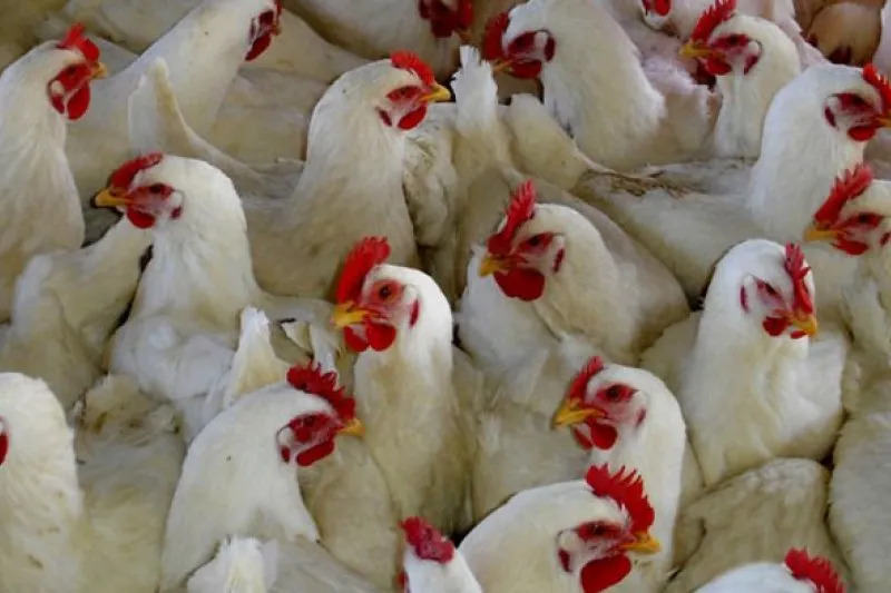 Denmark Musnahkan 25.000 Ekor Ayam Akibat Temuan Flu Burung H5N8