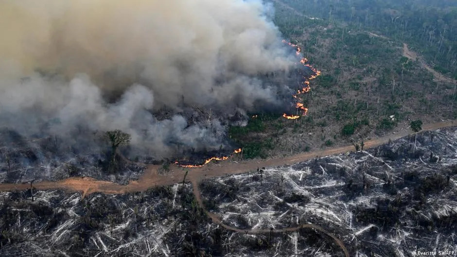Uni Eropa Longgarkan Aturan Perlindungan Hutan di Tengah Kritik