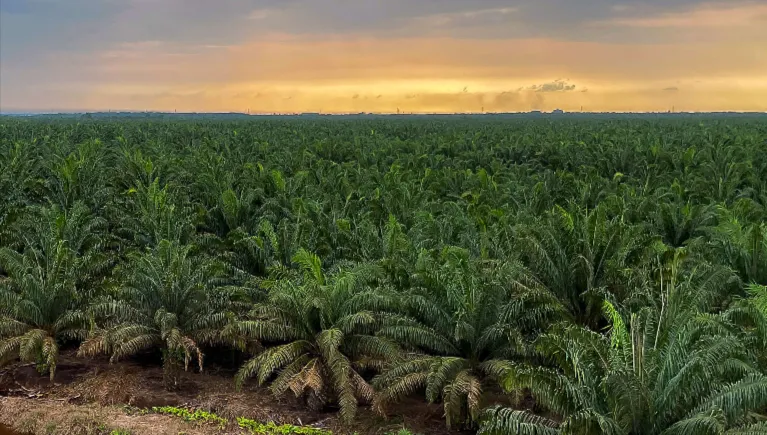 Industri Sawit Malaysia Tertekan oleh Kesepakatan RI-Uni Eropa