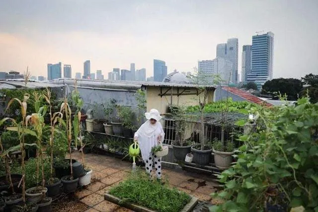 Jakarta Maksimalkan Pertanian Perkotaan untuk Keamanan Pangan