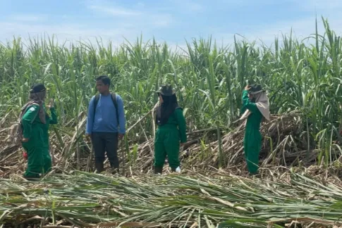 Kementan Targetkan Swasembada Gula Melalui Peningkatan Produksi Tebu