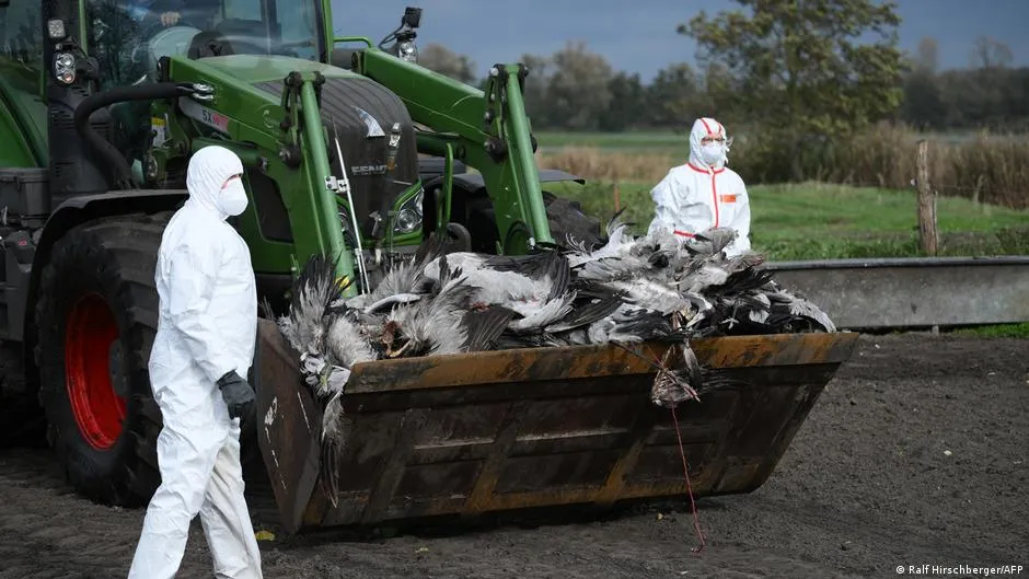 Flu Burung H5N1 Kembali Mengancam Eropa dan AS di Musim Migrasi