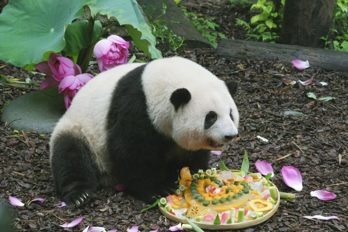 Panda He Hua: Selebritas Media Sosial yang Menggugah Hati di Chengdu