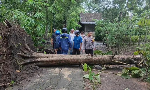 Evakuasi Cepat Aparat dan Warga Tanggapi Pohon Tumbang Akibat Cuaca Ekstrem