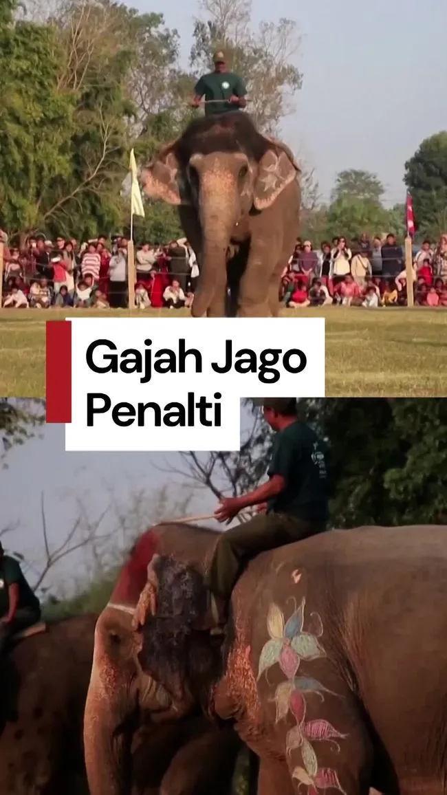 Gajah Menggemaskan Bermain Sepak Bola di Festival Chitwan, Nepal