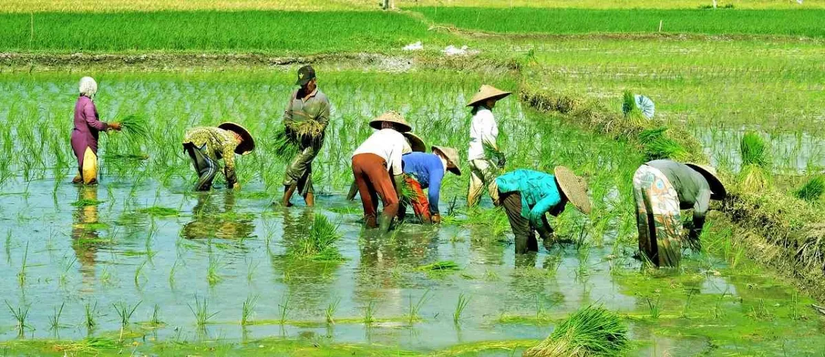 Penurunan Produksi Padi di Banten Didorong Cuaca Ekstrem dan Hama