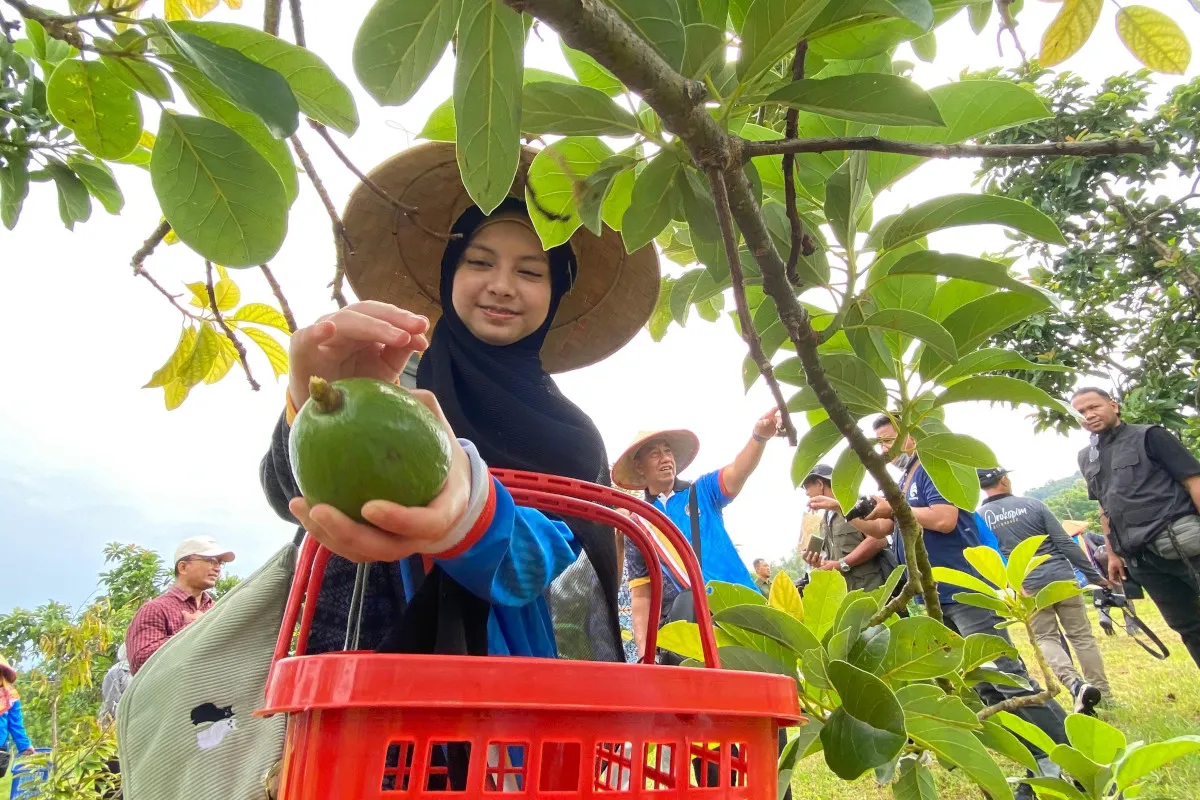 Alpukat Situbondo Dorong Kerja Sama Ekonomi dengan Brunei Darussalam