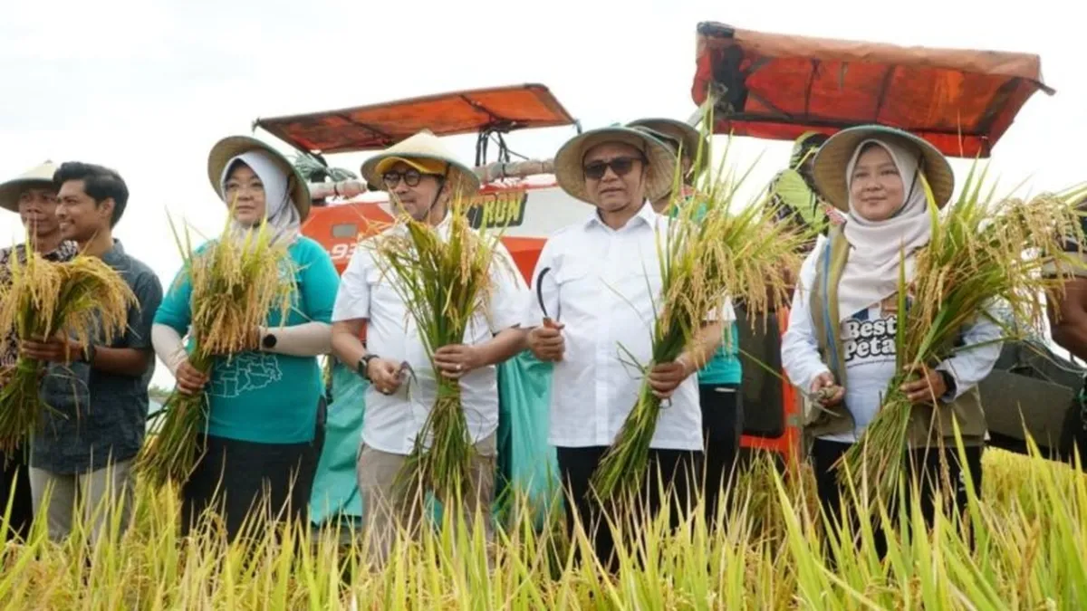 Pati Capai Panen Padi 10,28 Ton per Hektare, Tingkatkan Ketahanan Pangan