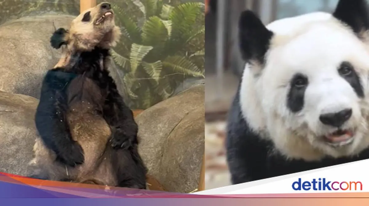 Panda Ya Ya Kembali Sehat dan Gemuk Setelah Pulang ke Tiongkok