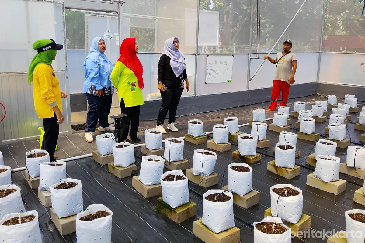 Urban Farming Saung Aset Terapkan Teknologi IoT untuk Optimalisasi Perawatan Tanaman