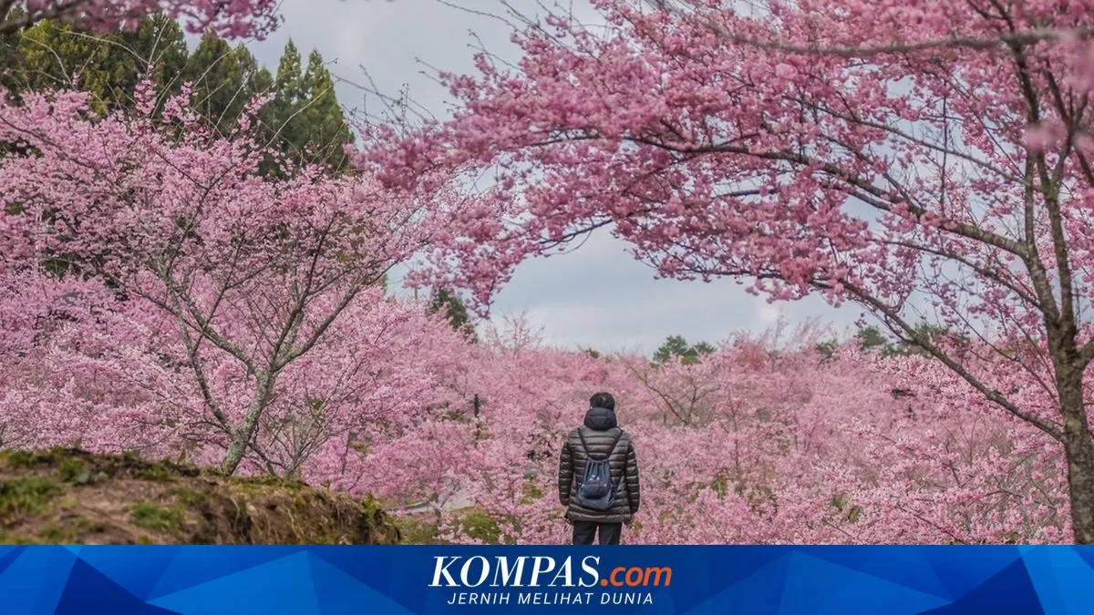 Festival Bunga Sakura di Fujiyoshida Dibatalkan Akibat Masalah Wisatawan