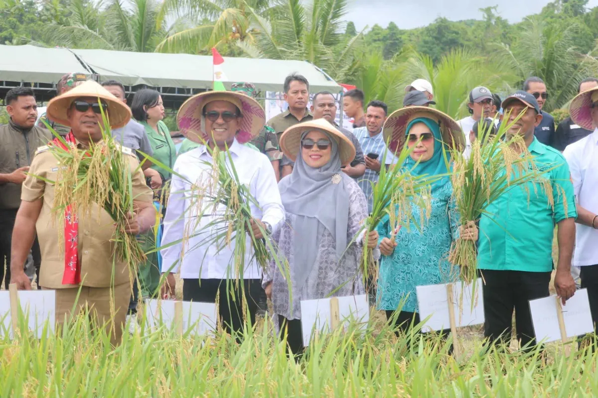 Produksi Beras di Maluku Tengah Alami Peningkatan Signifikan