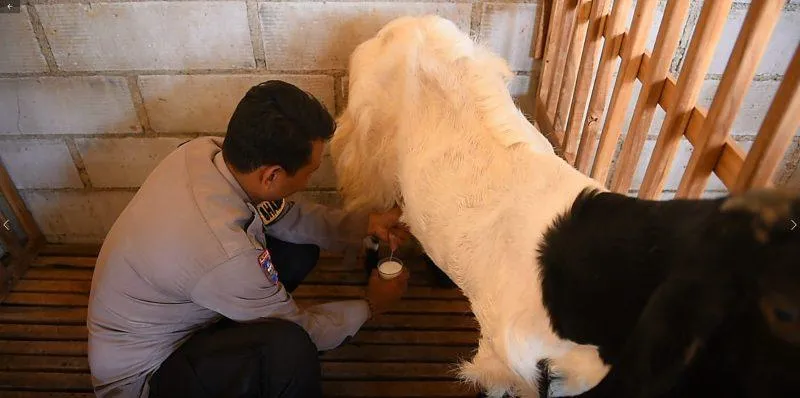 Brigadir Revangga: Polisi Teladan yang Sukses Beternak Kambing Etawa