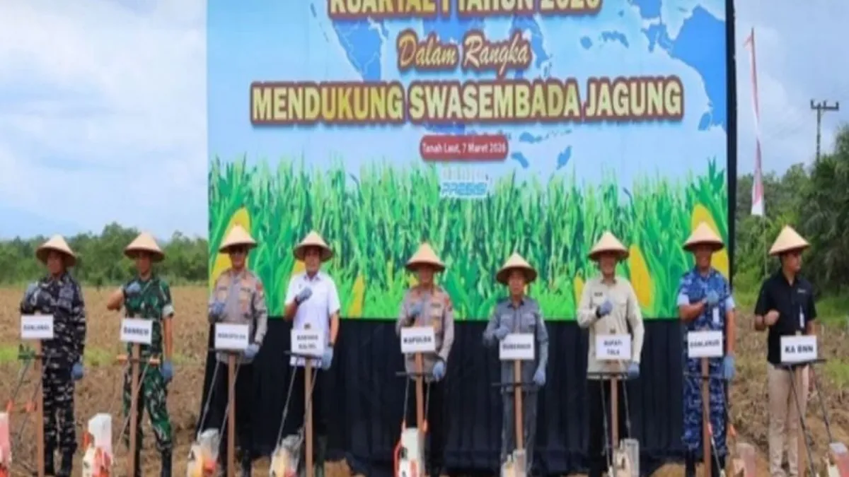 Tanah Laut Berupaya Kembali Jadi Sentra Utama Produksi Jagung di Kalsel