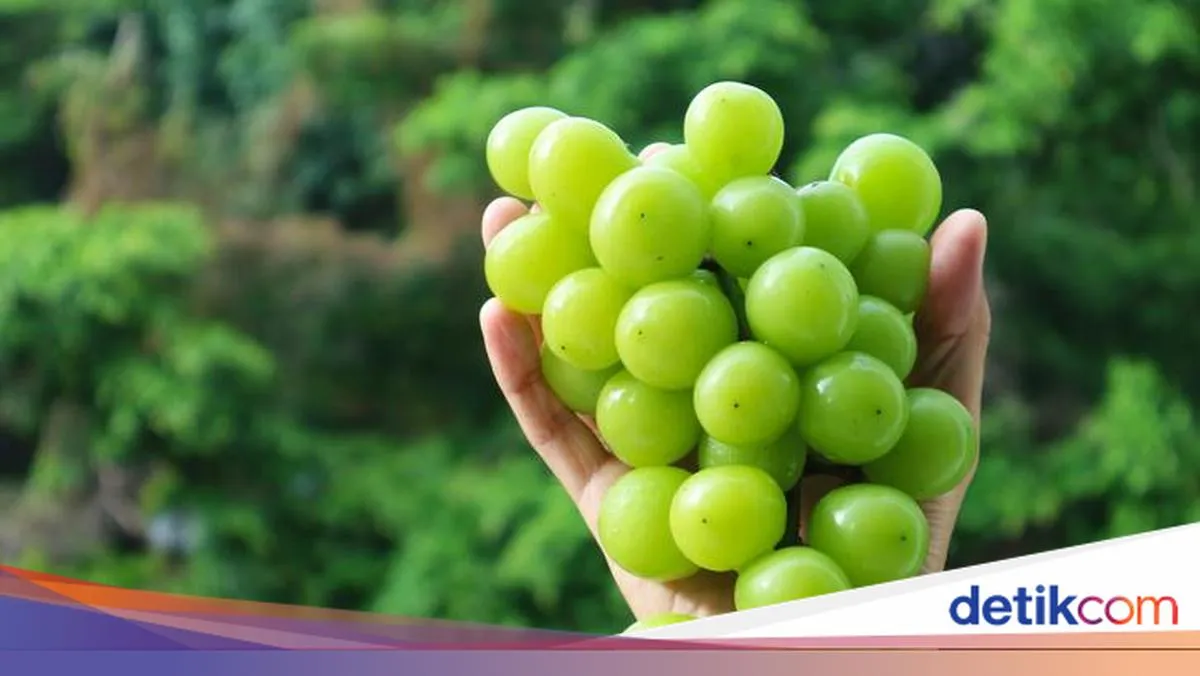 Mengenal Anggur Shine Muscat, Varietas Premium Jepang yang Manis dan Segar