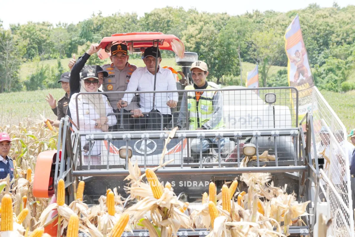 Panen Jagung di Mattirotasi Dorong Ekonomi dan Stabilitas Pangan Sidrap