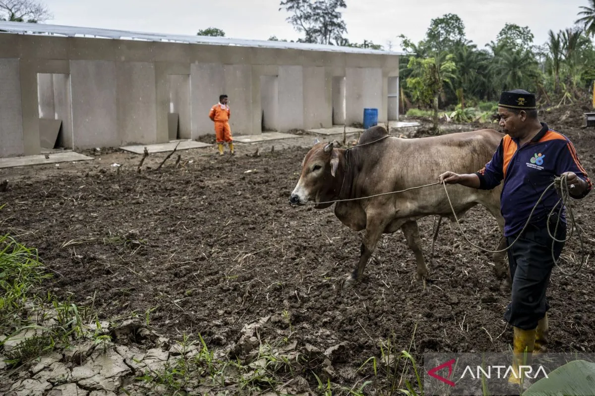 Bantuan Sapi Presiden Permudah Tradisi Meugang bagi Pengungsi Aceh Utara