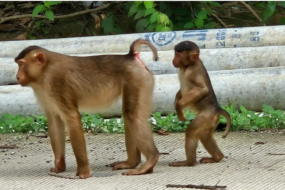 Mengamati Kehidupan Monyet di Ibu Kota Nusantara