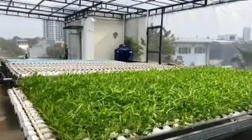 Rooftop Masjid Al-Ma’rifah Hasilkan 60 Kg Sayuran Per Bulan
