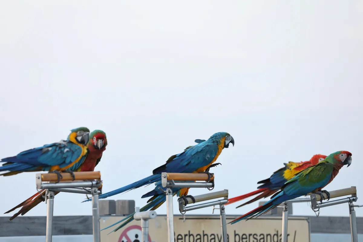 Pelatihan Free Fly Burung Macaw di Pantai Ancol
