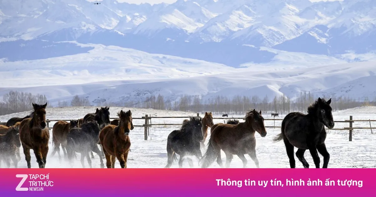Kuda Surgawi Tiongkok Sambut Tahun Baru di Salju Xinjiang
