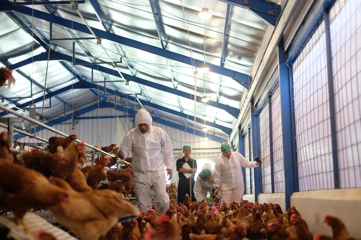 Fakultas Peternakan UGM Gelar Pelatihan Internasional tentang Inovasi dan Kesejahteraan Ayam Bebas Sangkar