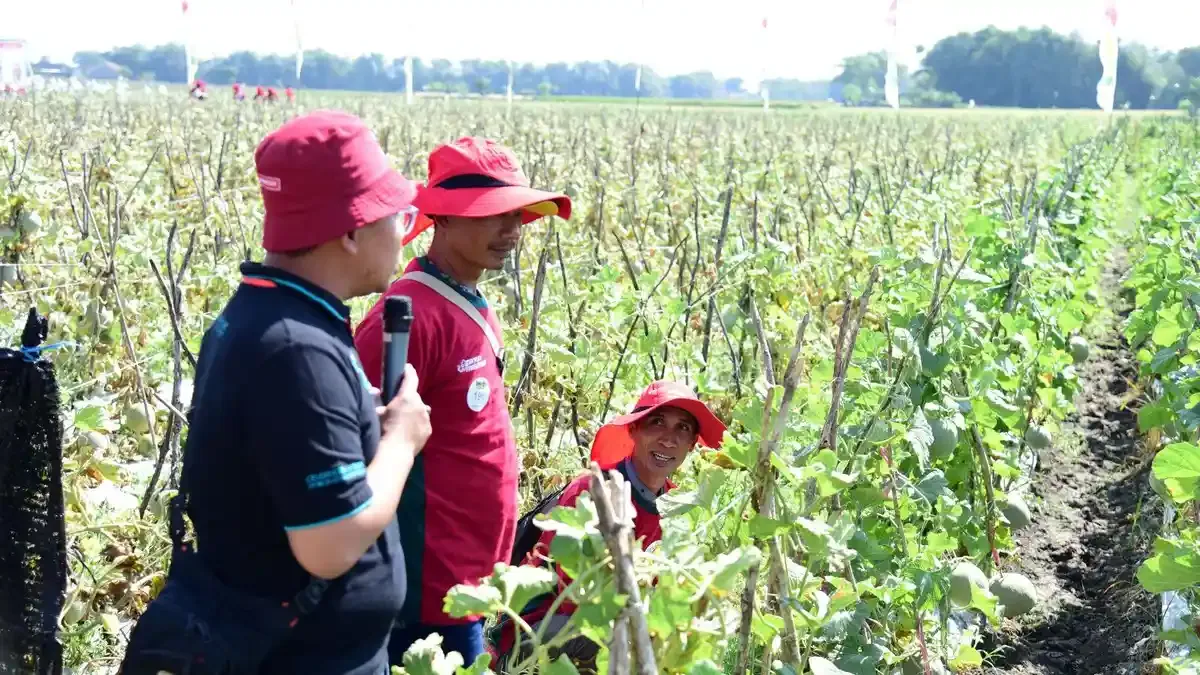 Nganjuk Siap Tingkatkan Produksi Melon Nasional dengan Varietas Unggul