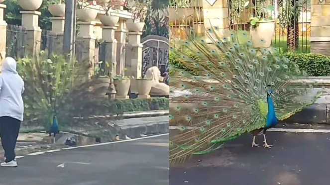 Burung Merak Viral di Duren Sawit, Ternyata Milik Bambang Soesatyo