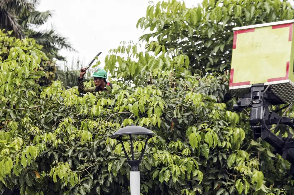 Pemprov DKI Lakukan Pemangkasan Pohon untuk Perawatan Rutin