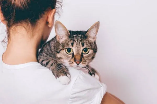 Memperingati Hari Kucing Nasional: Kasih Sayang dan Tanggung Jawab Sosial