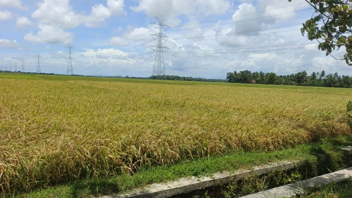 Sawah dan Gambut Dominasi Emisi Pertanian Global