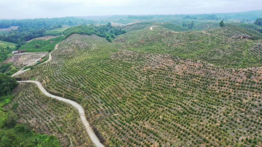 Koalisi Desak Pemerintah Ungkap Nama Perusahaan Perusak Hutan Sumatera