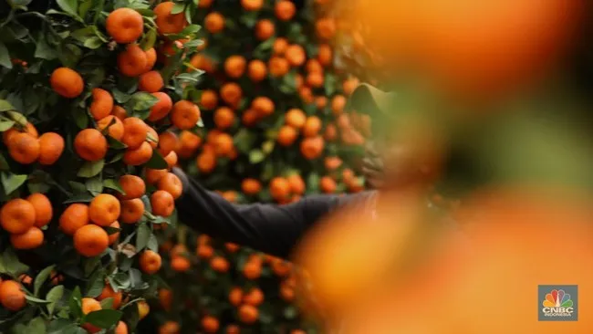Indonesia Tingkatkan Impor Melon dan Jeruk dari Afrika