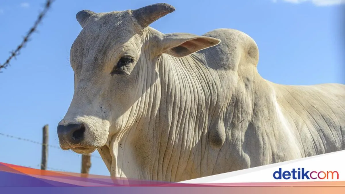 Indonesia Masih Bergantung pada Impor Daging Sapi
