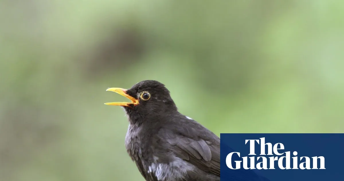 Mendengarkan Nyanyian Burung Tingkatkan Kesejahteraan dan Kurangi Stres