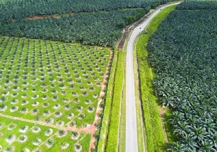 Ketimpangan Plasma di Riau: Janji Korporasi dan Kenyataan Rakyat