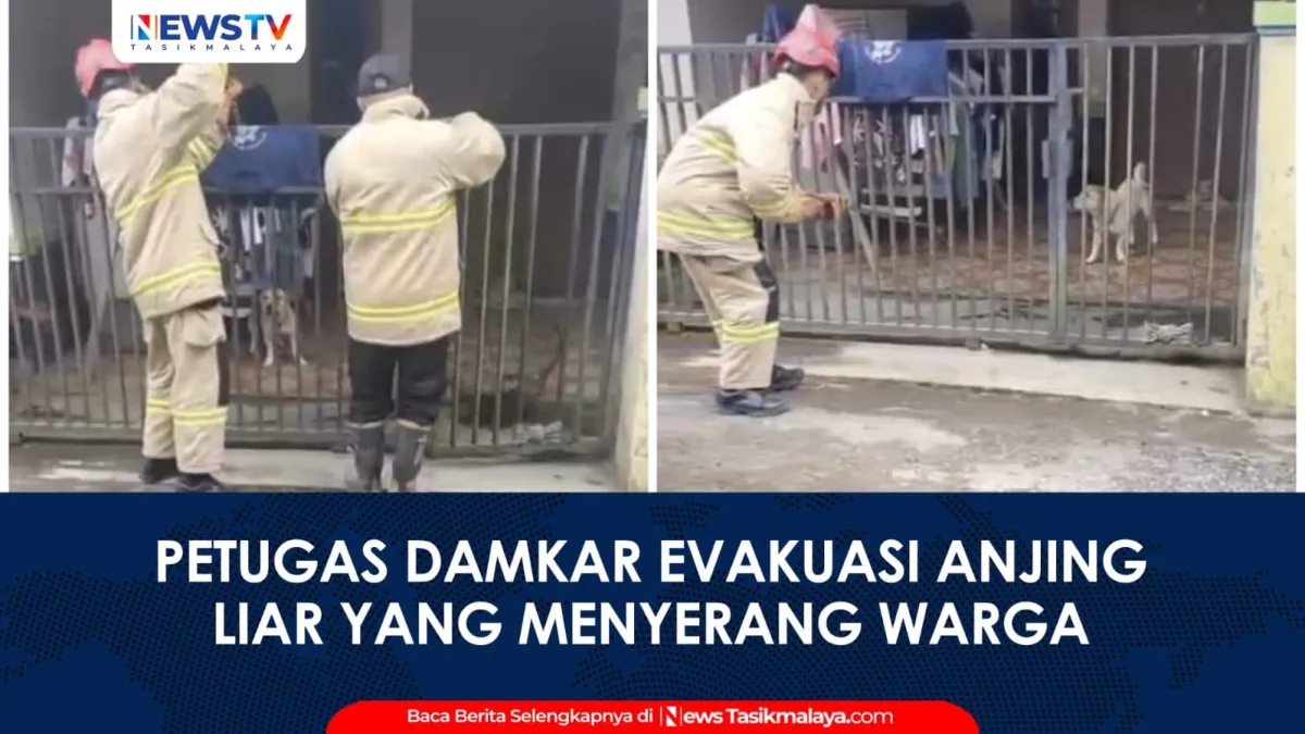 Damkar Tasikmalaya Evakuasi Anjing Liar yang Mengganggu Warga