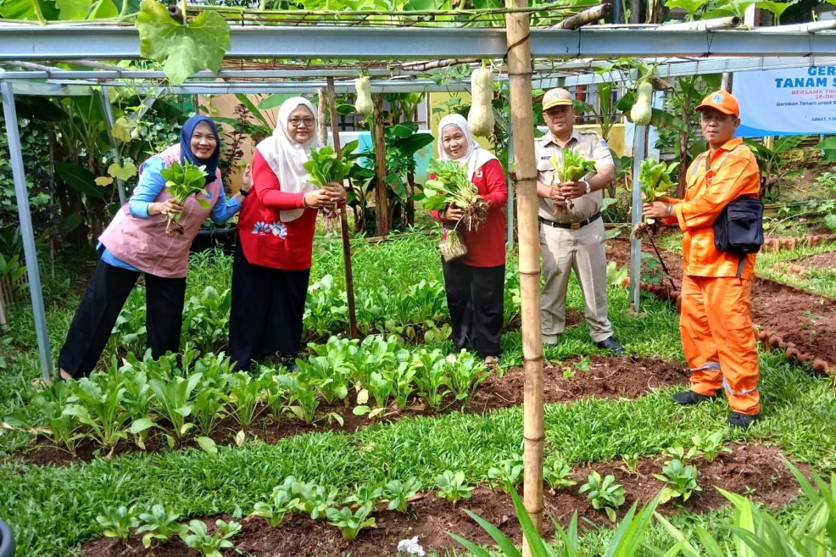 Panen 12 Kilogram Sayuran dari Urban Farming di Makasar