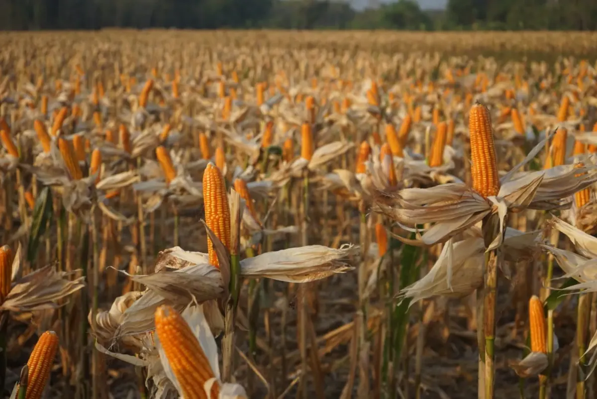Provinsi Utama Penyumbang Produksi Jagung Nasional di Indonesia