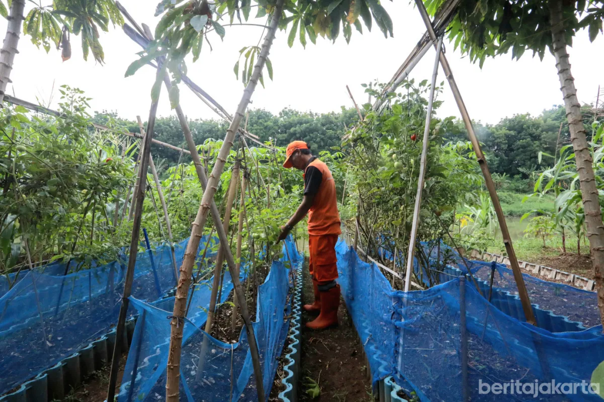 PPSU Malaka Jaya Kembangkan Urban Farming di Lahan KBT