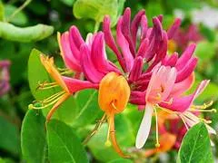 Ekstrak Lonicera japonica Tingkatkan Imunitas Udang Vaname Terhadap Virus IMNV
