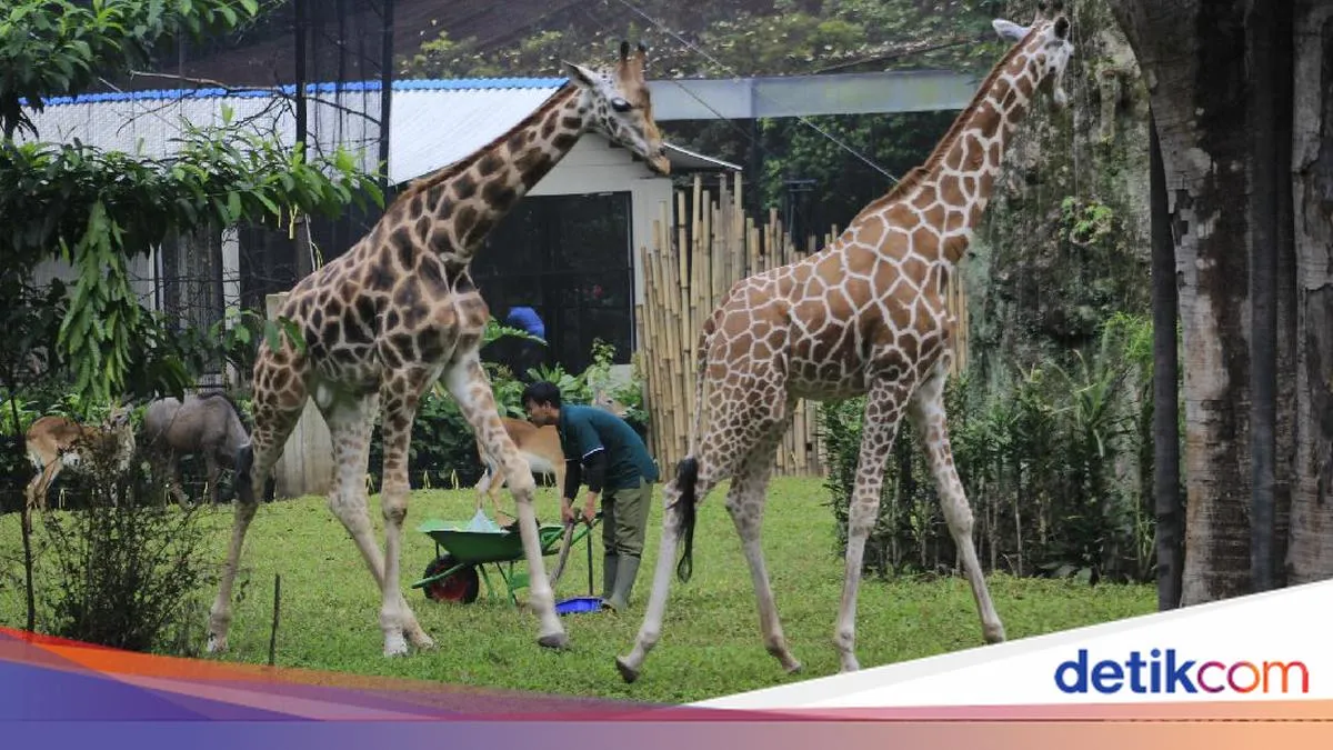 Kemenhut Ambil Alih Perawatan Satwa di Kebun Binatang Bandung