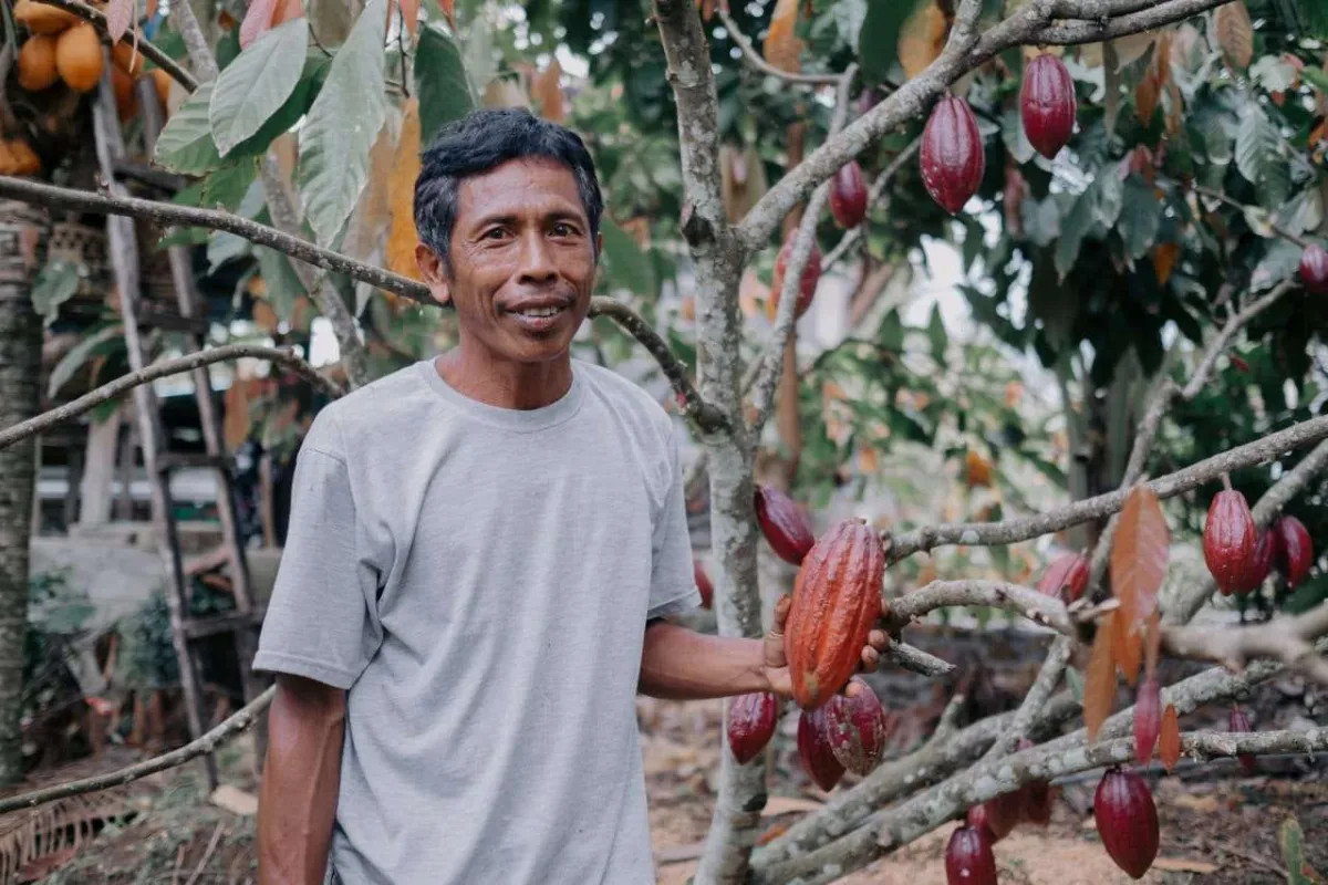 Harga Kakao di Jembrana Mencapai Rp 150.000 Per Kg, Didorong Permintaan Pasar Global