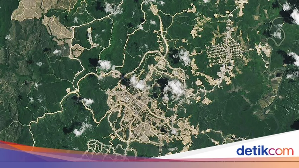 Perubahan Drastis Hutan Kalimantan Timur Seiring Pembangunan Ibu Kota Nusantara