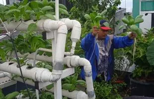 Urban Farming di Masjid At Taufik Hasilkan 15 Kg Pokcoy
