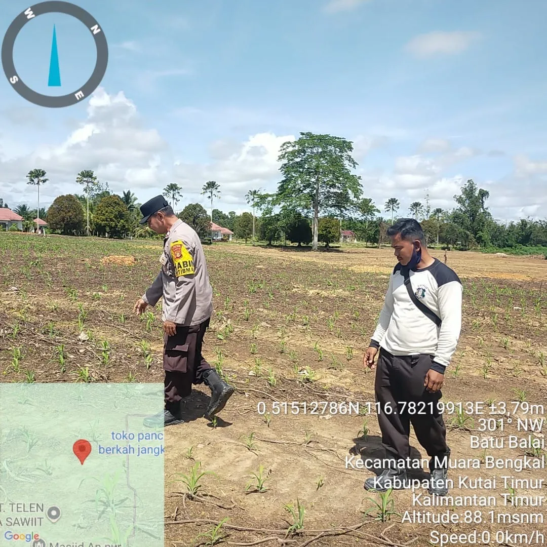 Bhabinkamtibmas Polsek Muara Bengkal Pantau Pertumbuhan Jagung Hibrida untuk Ketahanan Pangan
