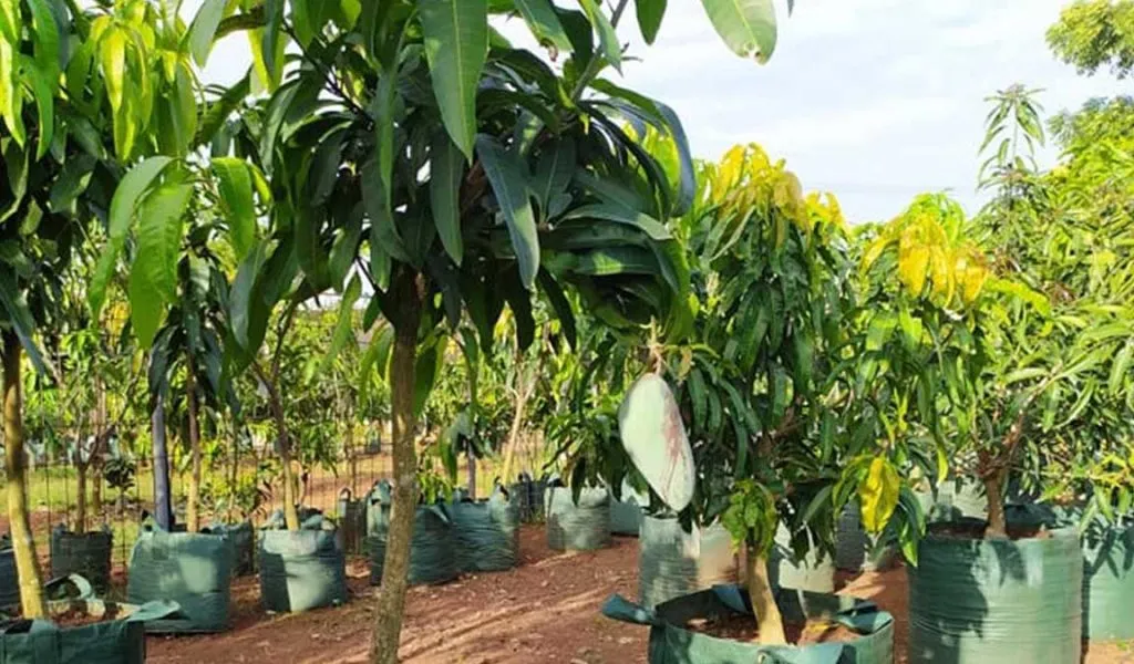 Program Primadona Dukung Keberlanjutan Pertanian Mangga dan Pemberdayaan Masyarakat