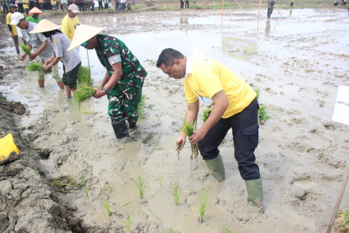 Pemprov Papua dan Pemkot Jayapura Luncurkan Penanaman Padi Perdana untuk Ketahanan Pangan