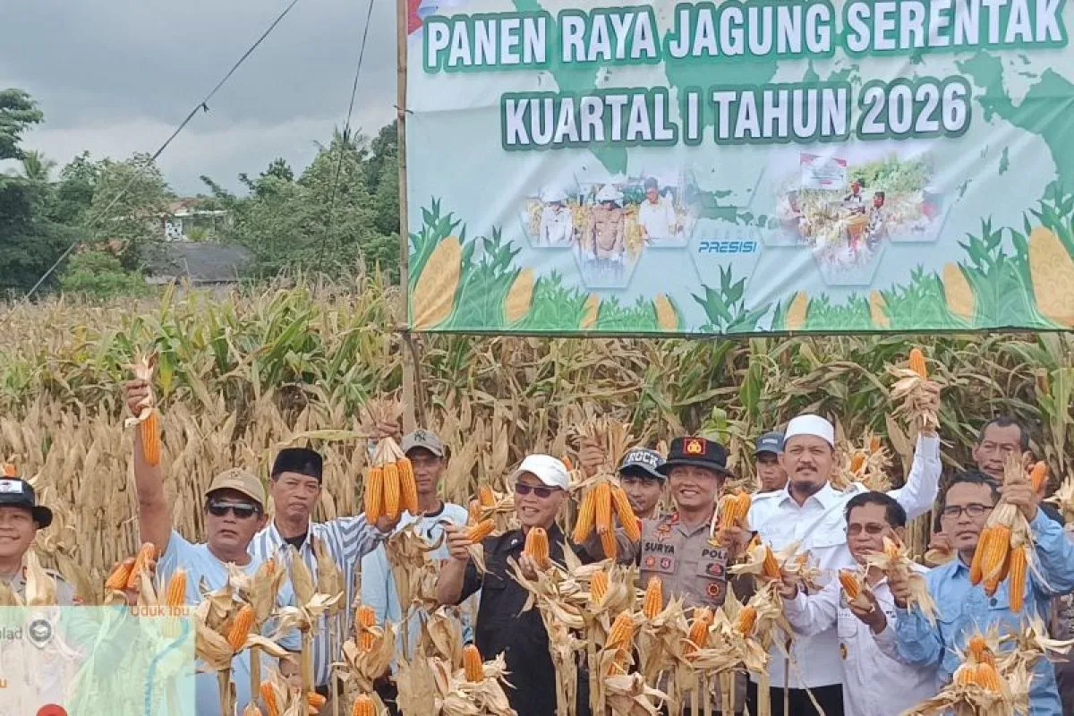 Produktivitas Jagung Kecamatan Kopo Capai 8 Ton per Hektare